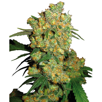 SENSI SEEDS - BIG BUD - SEMI FEMMINIZZATI