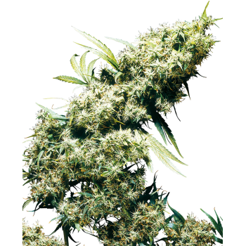 SENSI SEEDS - JAMAICAN PEARL - SEMI FEMMINIZZATI