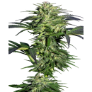 SENSI SEEDS - DURBAN - SEMI FEMMINIZZATI