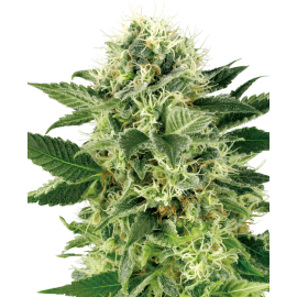 SENSI SEEDS - NORTHEM LIGHTS - SEMI FEMMINIZZATI