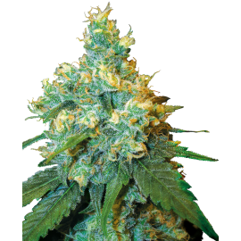 SENSI SEEDS - JACK HERDER - SEMI FEMMINIZZATI