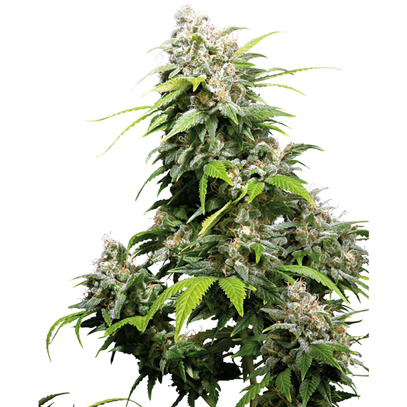 SENSI SEEDS - CALIFORNIA INDICA - SEMI FEMMINIZZATI