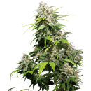 SENSI SEEDS - CALIFORNIA INDICA - SEMI FEMMINIZZATI