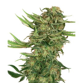 SENSI SEEDS - N13 KUSH - SEMI FEMMINIZZATI