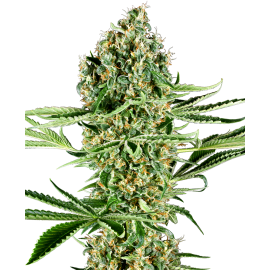 SENSI SEEDS - CRITICAL RUNTZ - SEMI FEMMINIZZATI