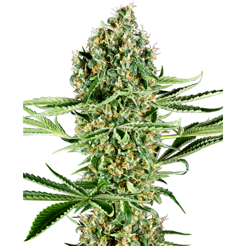 SENSI SEEDS - CRITICAL RUNTZ - SEMI FEMMINIZZATI