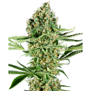 SENSI SEEDS - CRITICAL RUNTZ - SEMI FEMMINIZZATI