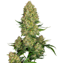 SENSI SEEDS - SKUNK  1 - SEMI AUTOFIORENTI