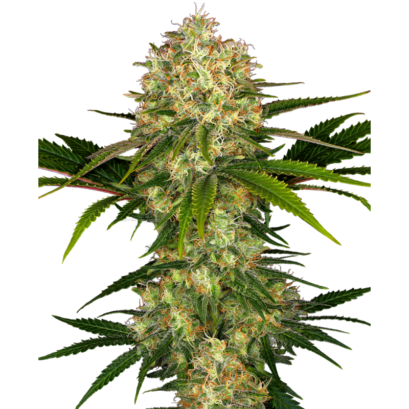 SENSI SEEDS - AFGHANI 1 - SEMI FEMMINIZZATI