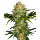 SENSI SEEDS - AFGHANI 1 - SEMI FEMMINIZZATI