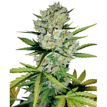 SENSI SEEDS - SUPER SKUNK - SEMI AUTOFIORENTI