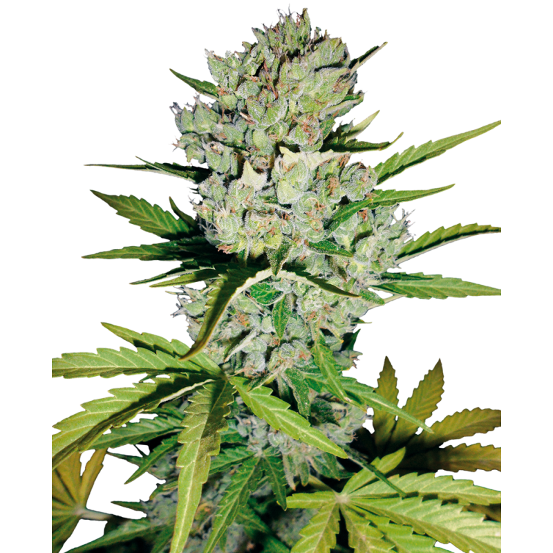 SENSI SEEDS - SUPER SKUNK - SEMI AUTOFIORENTI