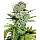 SENSI SEEDS - SUPER SKUNK - SEMI AUTOFIORENTI