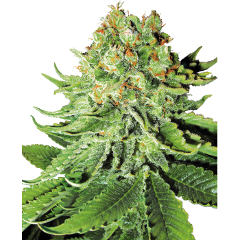 SENSI SEEDS - NORTHERN LIGHTS - SEMI AUTOFIORENTI