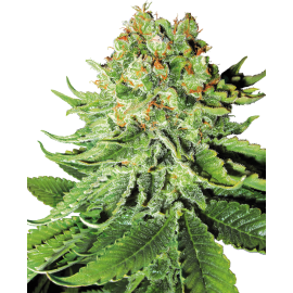 SENSI SEEDS - NORTHERN LIGHTS - SEMI AUTOFIORENTI