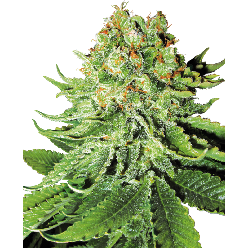 SENSI SEEDS - NORTHERN LIGHTS - SEMI AUTOFIORENTI