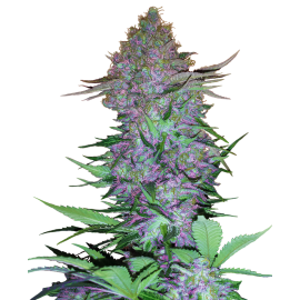 SENSI SEEDS - PURPLE SKUNK - SEMI AUTOFIORENTI