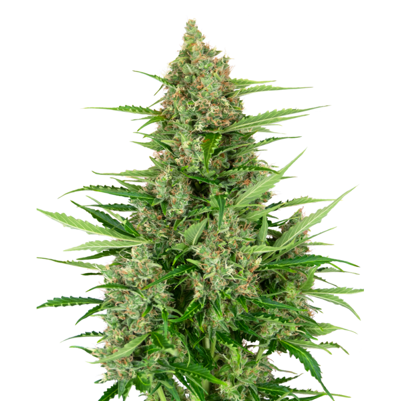 SENSI SEEDS - DOUBLE KUSH CAKE - SEMI AUTOFIORENTI