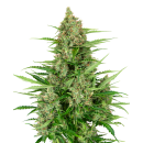 SENSI SEEDS - DOUBLE KUSH CAKE - SEMI AUTOFIORENTI