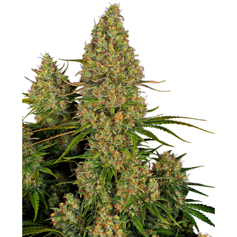 SENSI SEEDS - STICKY ORANGE XXL - SEMI AUTOFIORENTI