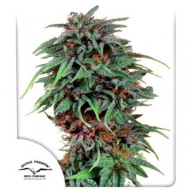 DUTCH PASSION - DURBAN POISON - SEMI FEMMINIZZATI