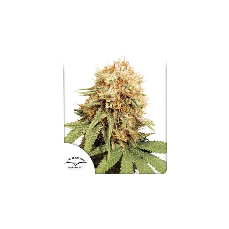 DUTCH PASSION - WHITE WIDOW - SEMI FEMMINIZZATI