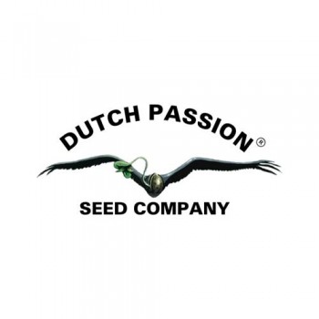 DUTCH PASSION - AUTO DESFRÀN - SEMI AUTOFIORENTI