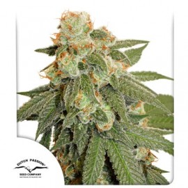 DUTCH PASSION - AUTO ORANGE BUD - SEMI AUTOFIORENTI