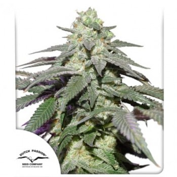 DUTCH PASSION - SKYWALKER HAZE - SEMI AUTOFIORENTI